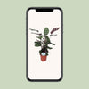 Calathea Makoyana - Ø21cm - ↕70cm Everspring