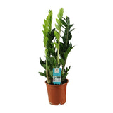 Zamioculcas Zamiifolia - Ø17cm - ↕65cm Everspring
