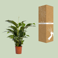 Spathiphyllum Bellini - Ø24cm - ↕100cm Everspring