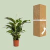 Spathiphyllum Bellini - Ø24cm - ↕100cm Everspring