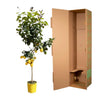Flèche Citroën - 150 cm - ø24 Everspring