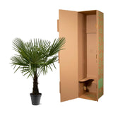 Trachycarpus Fortuneii - 160-180cm - Ø30 Everspring
