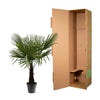 Trachycarpus Fortuneii - 160-180cm - Ø30 Everspring
