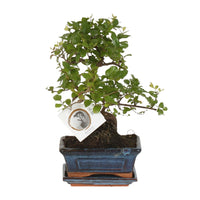 Bonsaï 'Sageretia' face S Ø15cm - ↕15cm Everspring