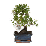 Bonsaï 'Sageretia' face S Ø15cm - ↕15cm Everspring