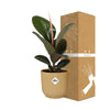 Ficus Elastica ‘Robusta’+ pot  ELHO Vibes Fold 14 cm jaune Everspring