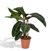 Calathea Warscewiczii - Plante paon - Ø19cm - ↕70cm Everspring