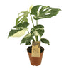 Monstera Thai Constellation - Ø15cm - ↕50cm Everspring