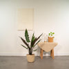 Alocasia Lauterbachiana - Ø19cm - ↕80cm + panier Selin Everspring