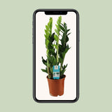 Zamioculcas Zamiifolia - Ø17cm - ↕65cm Everspring
