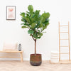 Pot Elisa Mystic Bronze - 39x32 Everspring