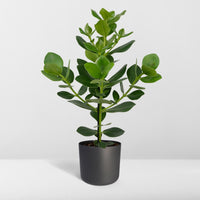 Clusia Rosea Princesse - Ø17cm - ↕60cm Everspring