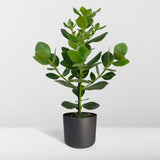 Clusia Rosea Princesse - Ø17cm - ↕60cm Everspring