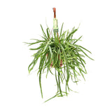 Lepismium Bolivianum - Ø17 ↕55 Everspring