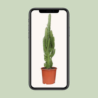 Euphorbia Trigona - Ø17cm - ↕70cm Everspring
