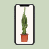 Euphorbia Trigona - Ø17cm - ↕70cm Everspring