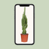 Euphorbia Trigona - Ø17cm - ↕70cm Everspring