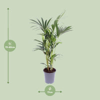 Howea Forsteriana - Ø17cm - ↕75cm Everspring