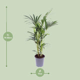 Howea Forsteriana - Ø17cm - ↕75cm Everspring