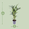 Howea Forsteriana - Ø17cm - ↕75cm Everspring