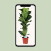 Ficus Lyrata - Ø21cm - ↕90cm Everspring