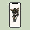 Ficus Abidjan - Ø27cm - ↕90cm Everspring