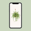 Lepismium Bolivianum - Ø17 ↕55 Everspring