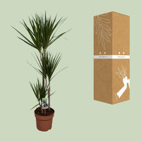 Dracaena Marginata - Ø21cm - ↕120cm Everspring