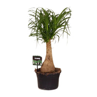 Beaucarnea Nolina - Ø19 ↕60 Everspring
