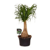 Beaucarnea Nolina - Ø19 ↕60 Everspring
