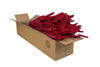 Fleurs séchées - Tarwe (Triticum) - Rouge - 4 buissons - ↕60 cm Everspring
