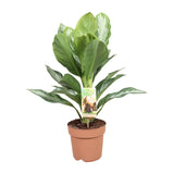 Aglaonema Silver Bay - Pervenche de Chine - Ø17cm - ↕55cm Everspring