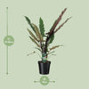 Alocasia Lauterbachiana - Ø19cm - ↕80cm Everspring