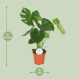 Monstera Deliciosa - Ø17cm - ↕55cm Everspring