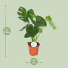 Monstera Deliciosa - Ø17cm - ↕55cm Everspring