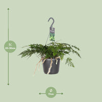 Davallia Bullata - Ø17cm - ↕30cm Everspring