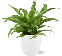 Asplenium Antiquum - Ø17cm - ↕45cm + Pot Bruxelles D18x17cm - Blanc Everspring