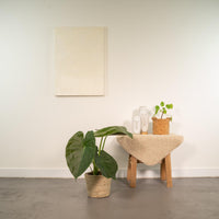 Alocasia Wentii - Ø19cm - ↕65cm + panier Selin Everspring