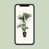 Howea Forsteriana - Ø24cm - ↕130cm Everspring