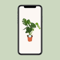 Monstera Deliciosa - Ø17cm - ↕55cm Everspring