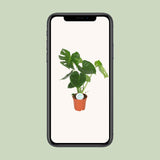 Monstera Deliciosa - Ø17cm - ↕55cm Everspring