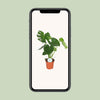 Monstera Deliciosa - Ø17cm - ↕55cm Everspring