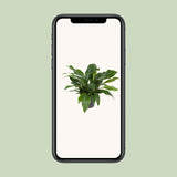 Anthurium Jungle Bush - Ø30cm - ↕70cm Everspring