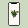 Anthurium Jungle Bush - Ø30cm - ↕70cm Everspring