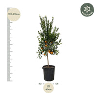 Mandarino Agrumes - 200 cm - ø40 Everspring