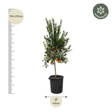 Mandarino Agrumes - 200 cm - ø40 Everspring