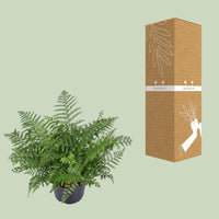 Asplenium Parvati - Ø23cm - ↕55cm Everspring