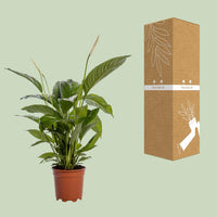 Spathiphyllum Bingo Cupido - Ø19cm - ↕80cm Everspring