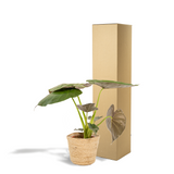 Alocasia Wentii - Ø19cm - ↕65cm + panier Selin Everspring
