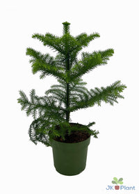 Araucaria - Ø14cm - ↕38cm Everspring